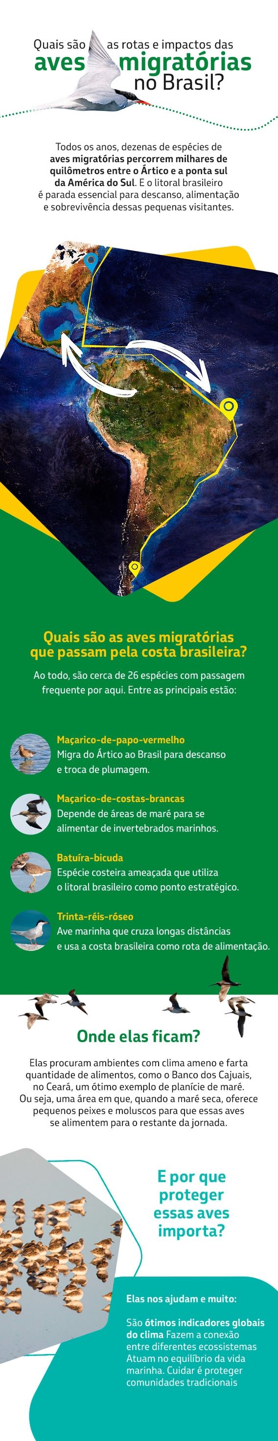 Infográfico sobre rotas e impactos das aves migratórias no Brasil, com mapa das migrações, espécies que passam pela costa brasileira e a importância de sua proteção.