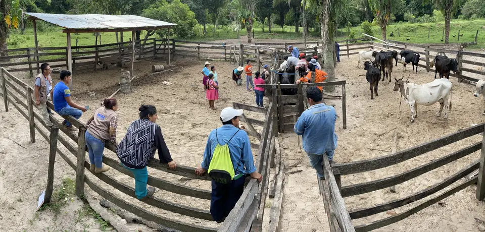 Grupo de trabajadores en un corral. Hay vacas a la derecha.