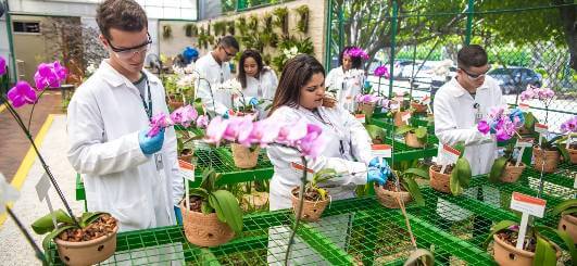 Vários cientistas trabalhando em flores. Eles estão utilizando EPIs de segurança.