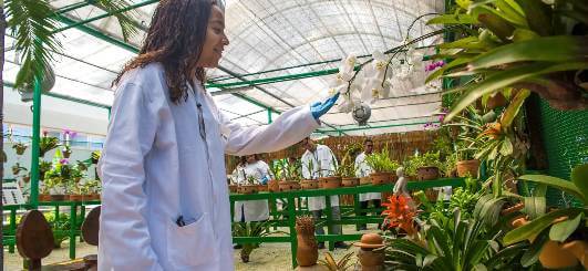 Mulher de quimono e luva mexendo em orquídea em estufa.
