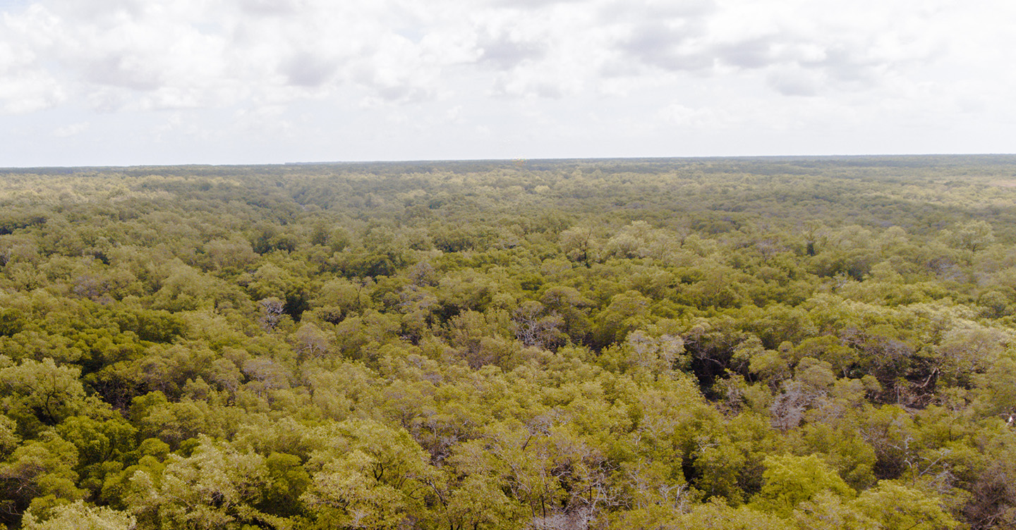 Foto de um mangue da Amazonia, de San Marcelo