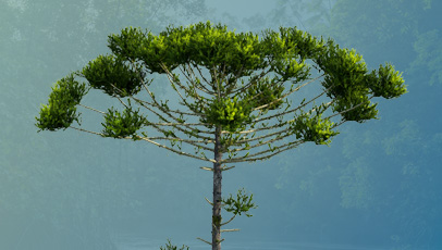 imagem da araucária