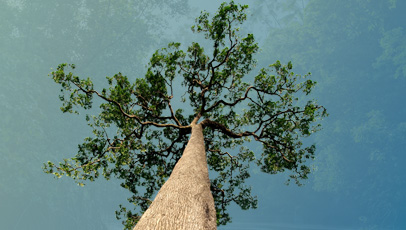 imagem da árvore castanha-do-brasil