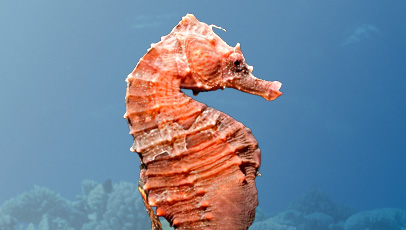 imagem do cavalo marinho raiado