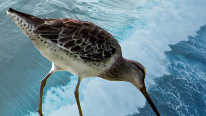 imagem do pássaro maçarico-de-costas-brancas