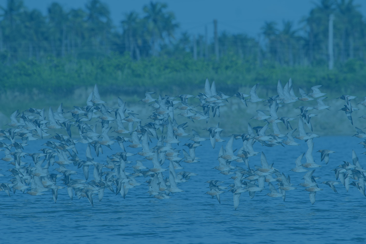 Imagem de fundo do banner