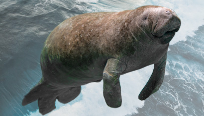 imagem de um peixe-boi marinho