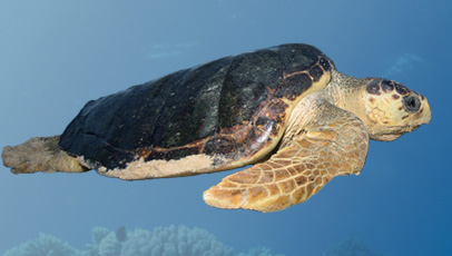 imagem da tartaruga-cabeçuda