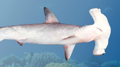 imagem do turbarão-martelo-liso