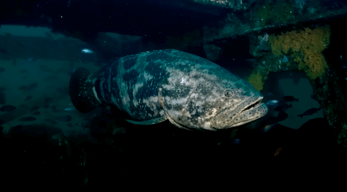 Mero nadando próximo a estrutura submersa, em ambiente marinho escuro.