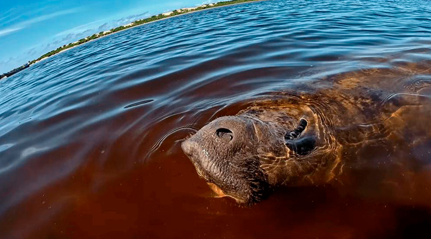 Peixe-boi emergindo na superfície da água em ambiente natural.