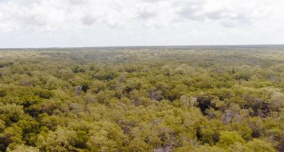 Vista aérea de uma extensa área de manguezal, com densa vegetação verde sob céu parcialmente nublado.