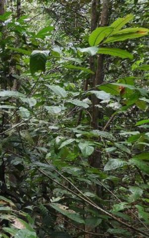 Floresta protegida pela Petrobras