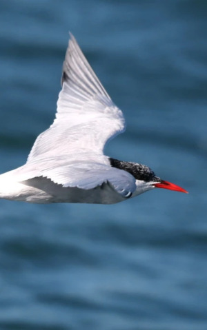Fotografia de um trinta-réis-boreal em voo sobre o mar azul.