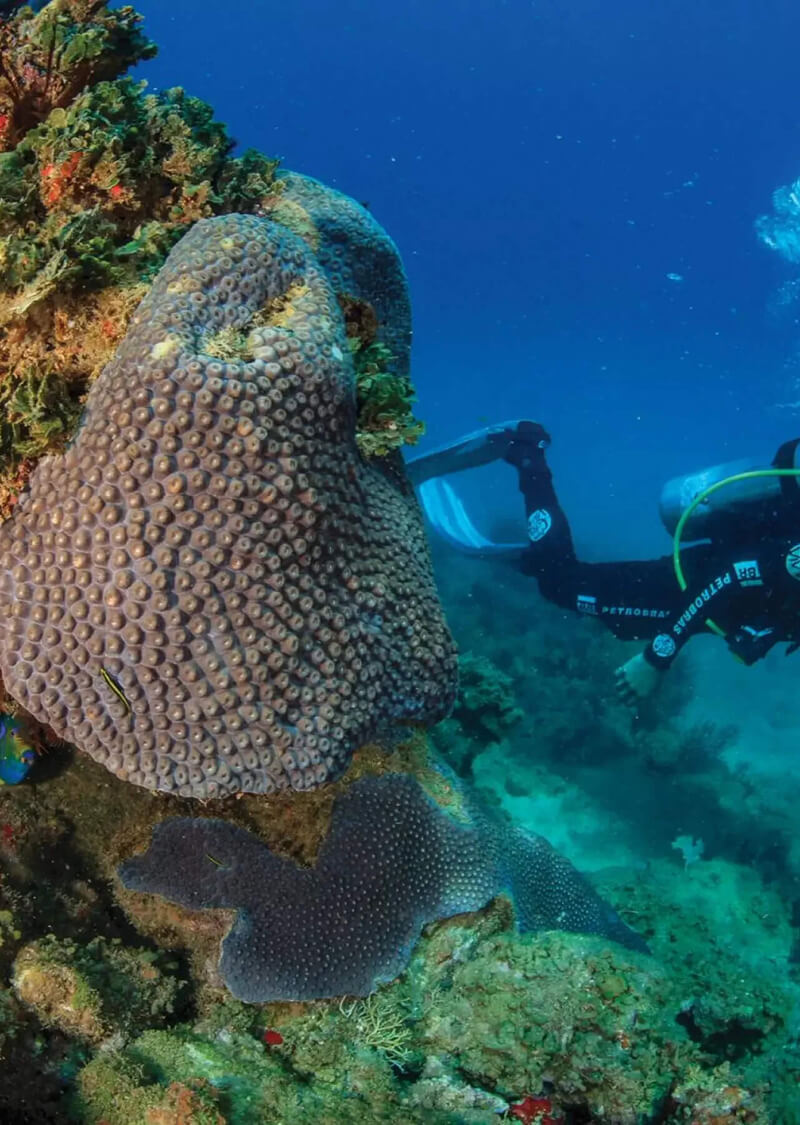 Mergulhador passa por trás de um coral.