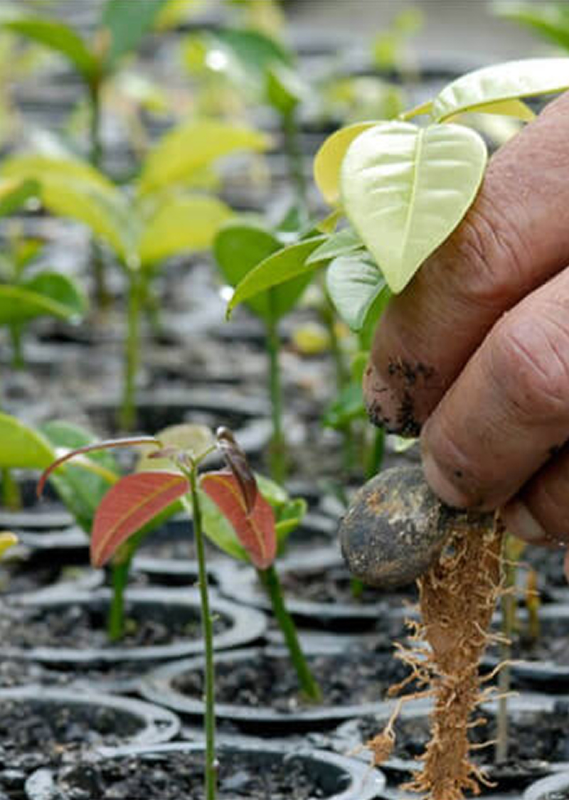 Mudas de vegetação amazônica com detalhe da mão puxando uma pelo caule.