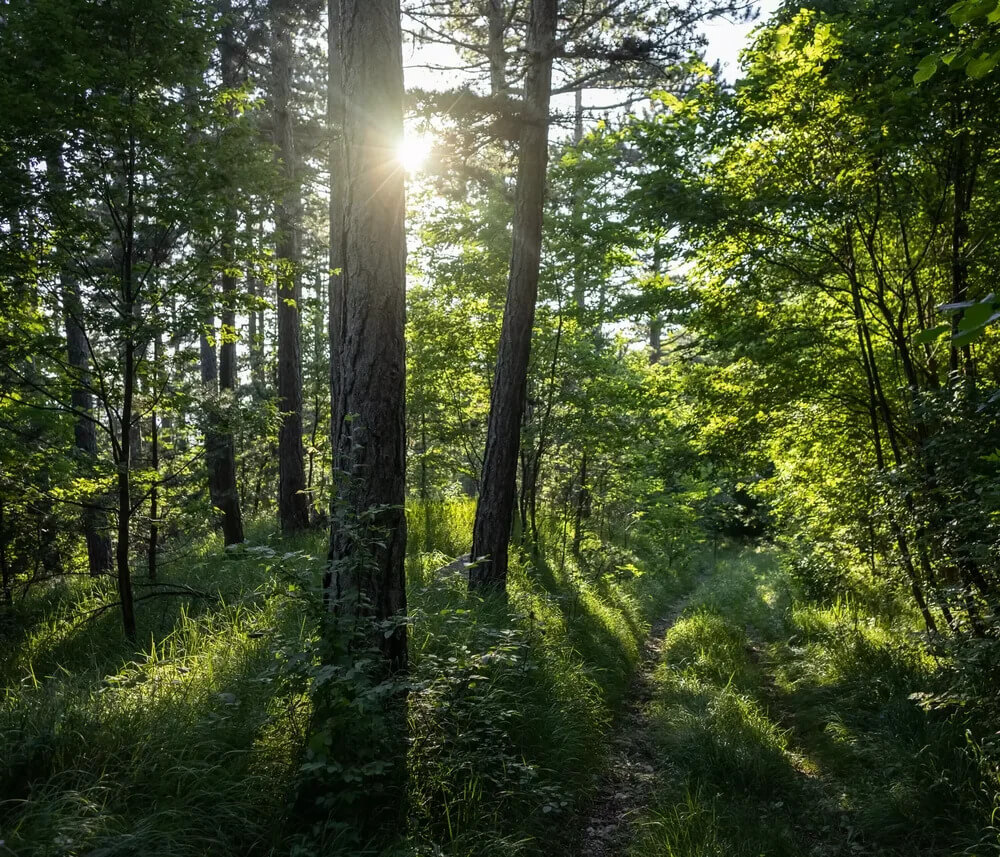 Imagem de uma floresta com árvores de diversos tamanhos