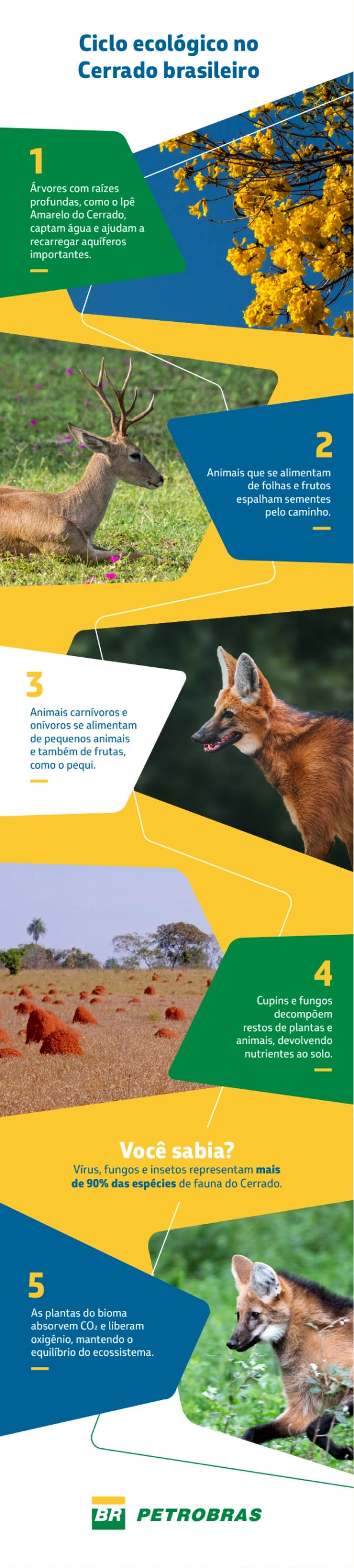  Imagem com o título "Ciclo ecológico no Cerrado brasileiro" e 5 pontos sobre a ecologia do bioma, ilustrados com fotos de árvores, veado, lobo-guará, cupinzeiros e plantas.