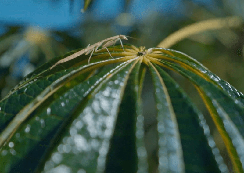 Detalhe da folhagem de uma espécia nativa da Mata Atlântica, que compõe o banco ativo de germoplasma.