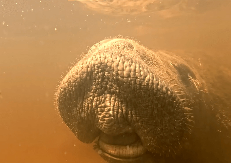 Focinho de peixe boi-marinho visto debaixo de água turva.