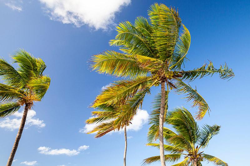 Coqueiros ao vento com o céu de fundo