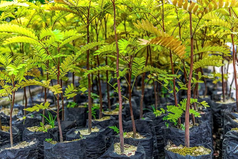 Várias mudas de vegetação no entorno da base de Urucu.