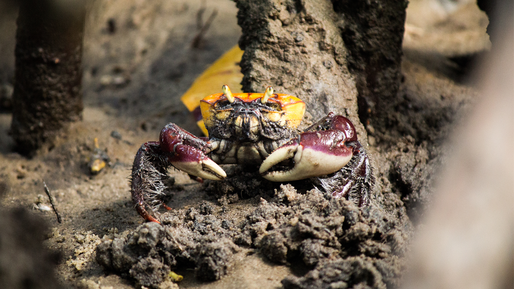 Costamar: Busca subsdiar a gestão pesqueira do recurso caranguejo-uçá na costa do estado do Amapá