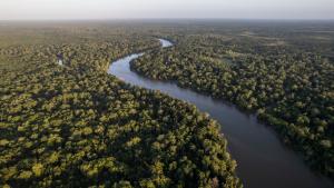 Imagem aérea da Floresta Amazônica