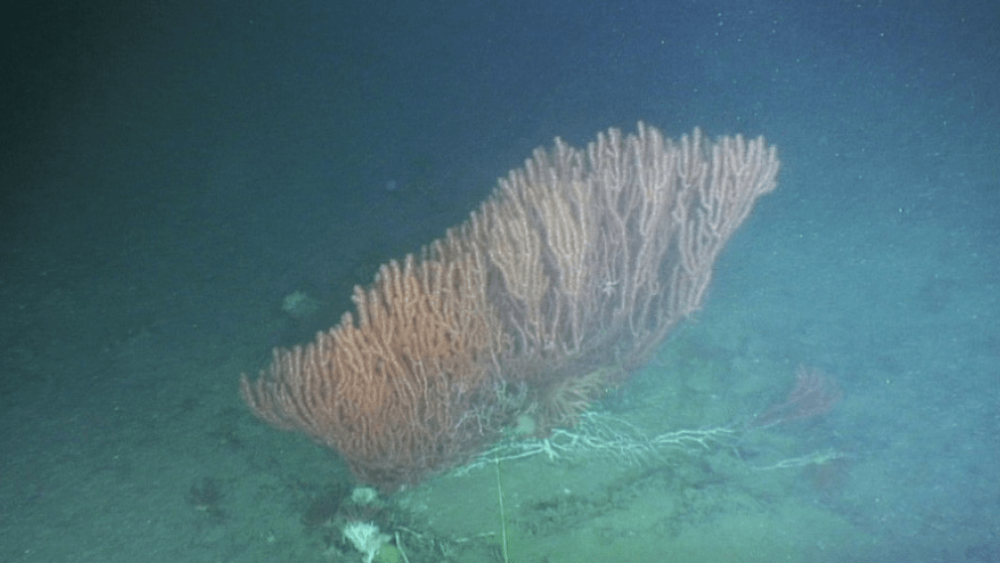 Fotografia de um coral bambu no fundo do mar.