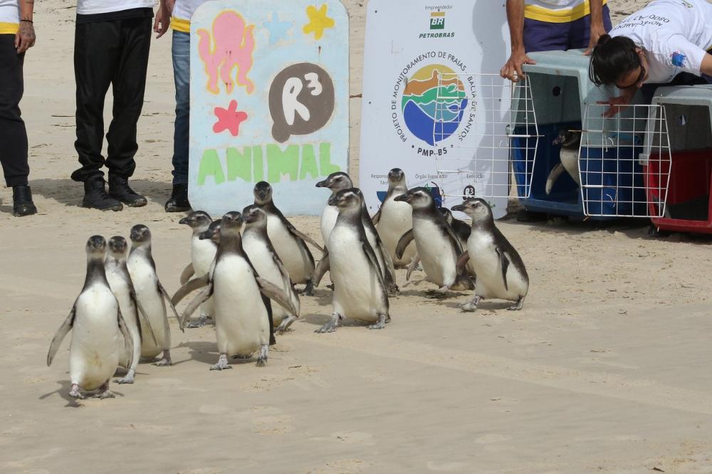 Soltura de pinguins em Florianópolis pelo Projeto de Monitoramento de Praias da Bacia de Santos (PMP-BS)