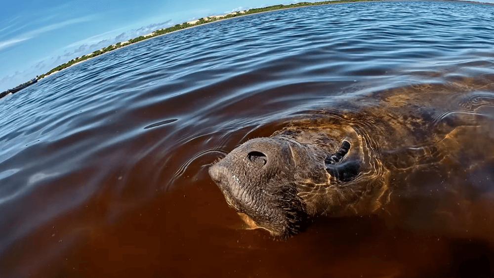 Astro – Projeto Viva o Peixe-Boi-Marinho — Petrobras Socioambiental