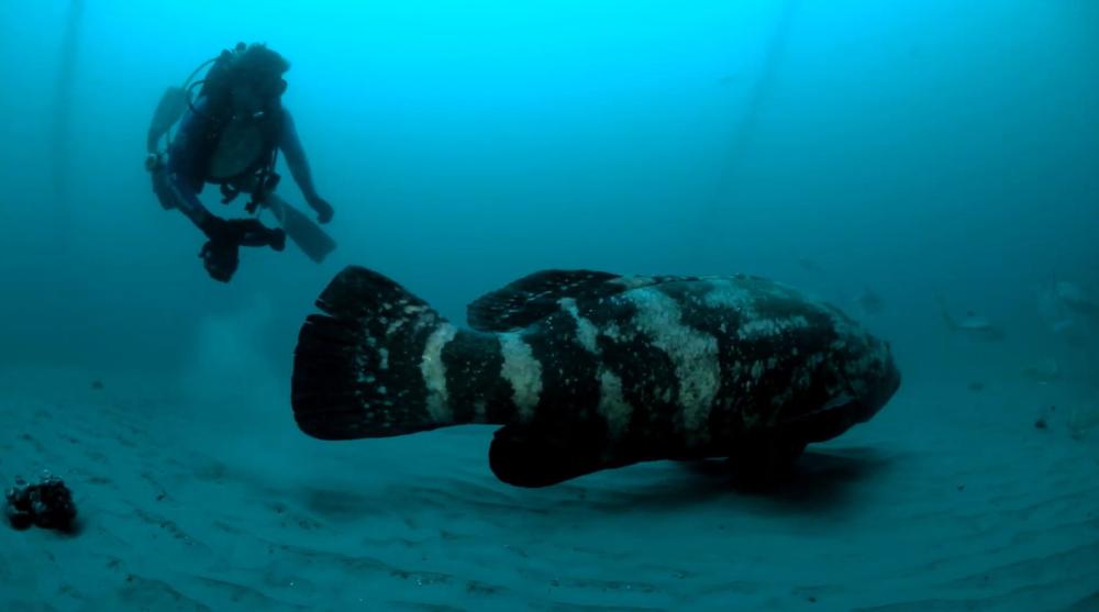 Mergulhador próximo a um peixe maior do que ele, um peixe mero.
