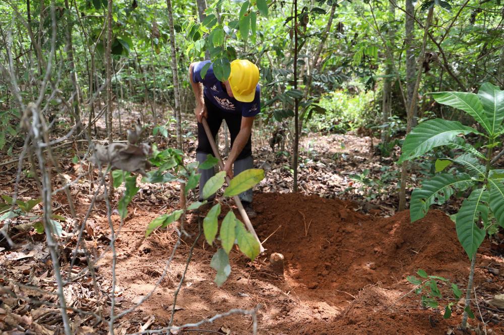 Imagem ilustrativa de atividade de medição de carbono no bioma Amazônia