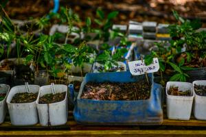 Restauração de florestas urbanas é uma das soluções baseadas na natureza para ampliar a resiliência climática nas cidades